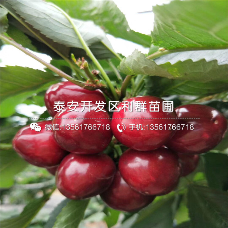 哪里有矮化櫻桃樹樹苗出售、2019年矮化櫻桃樹樹苗價(jià)格