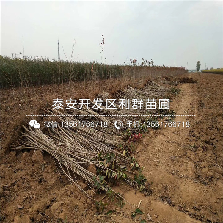 2公分矮化紅妃大櫻桃樹苗、2公分矮化紅妃大櫻桃樹苗多少錢一棵