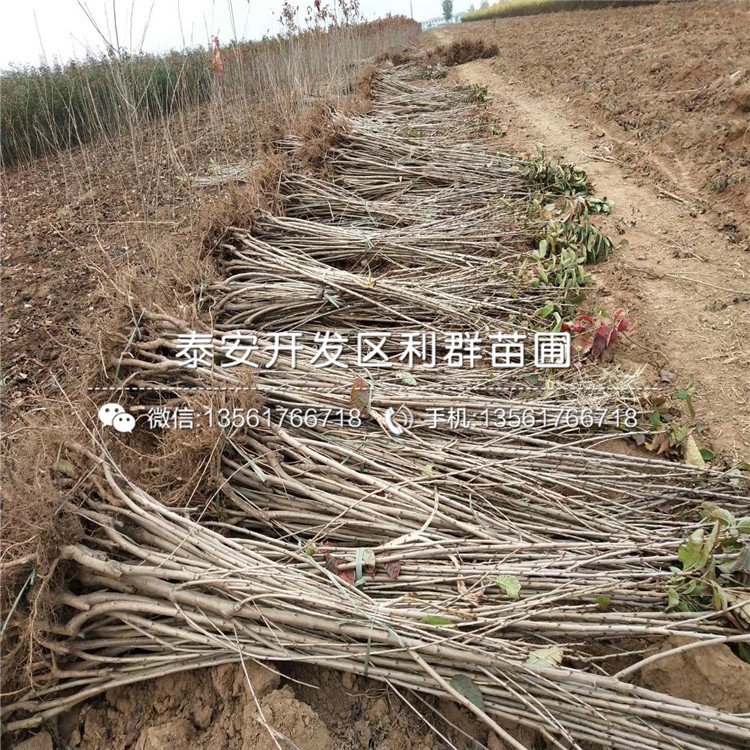 2019年15公分大櫻桃樹苗、2019年15公分大櫻桃樹苗價格