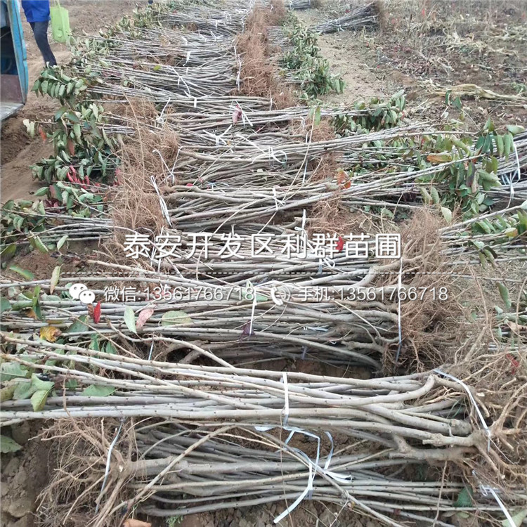 2019年矮化櫻桃樹樹苗價格