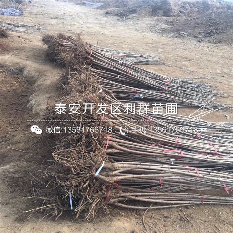 2019年15公分大櫻桃樹苗、2019年15公分大櫻桃樹苗價格
