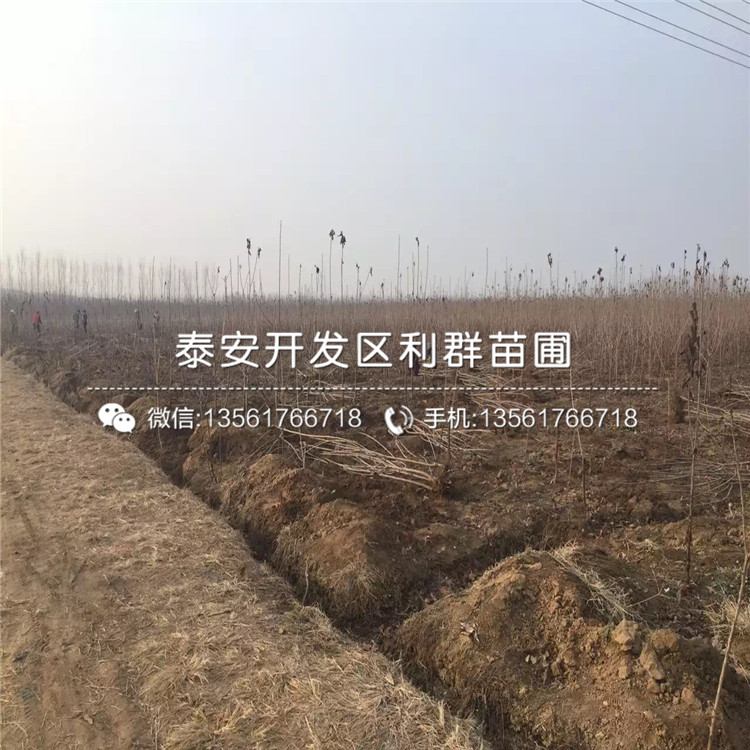 2019年矮化櫻桃樹樹苗價格