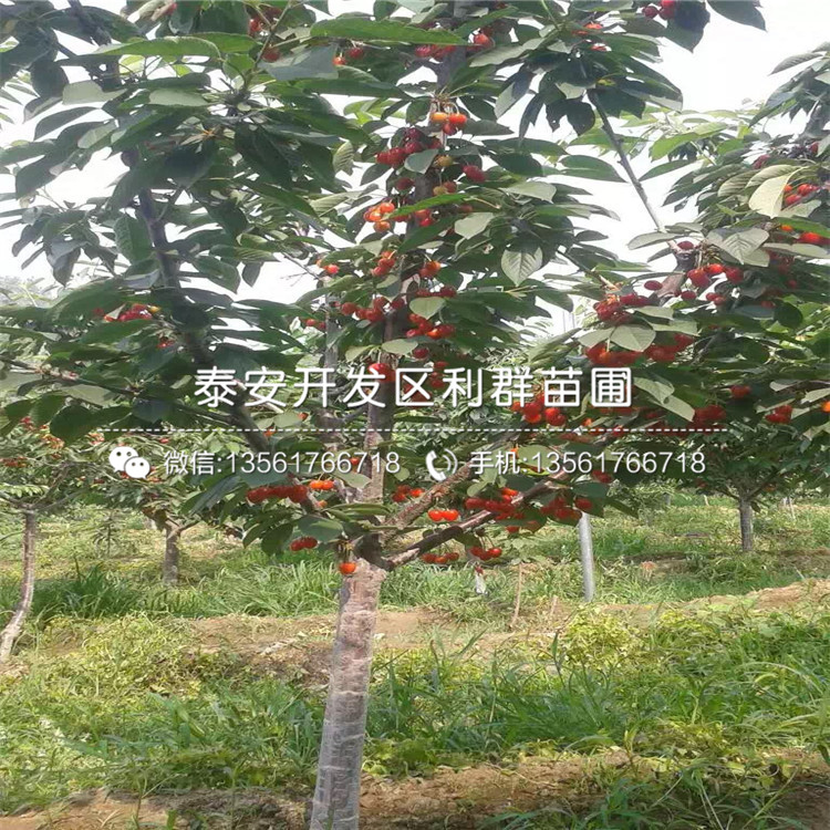 3公分矮化大櫻桃樹樹苗、3公分矮化大櫻桃樹樹苗多少錢一棵