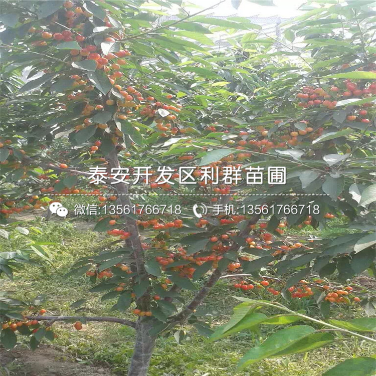 大櫻桃樹(shù)樹(shù)苗價(jià)格行情