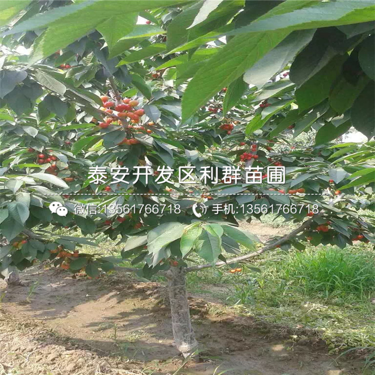 山東矮化出售櫻桃樹苗、山東矮化出售櫻桃樹苗出售價格