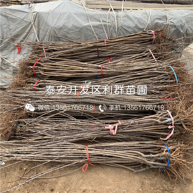 大櫻桃樹(shù)樹(shù)苗價(jià)格行情