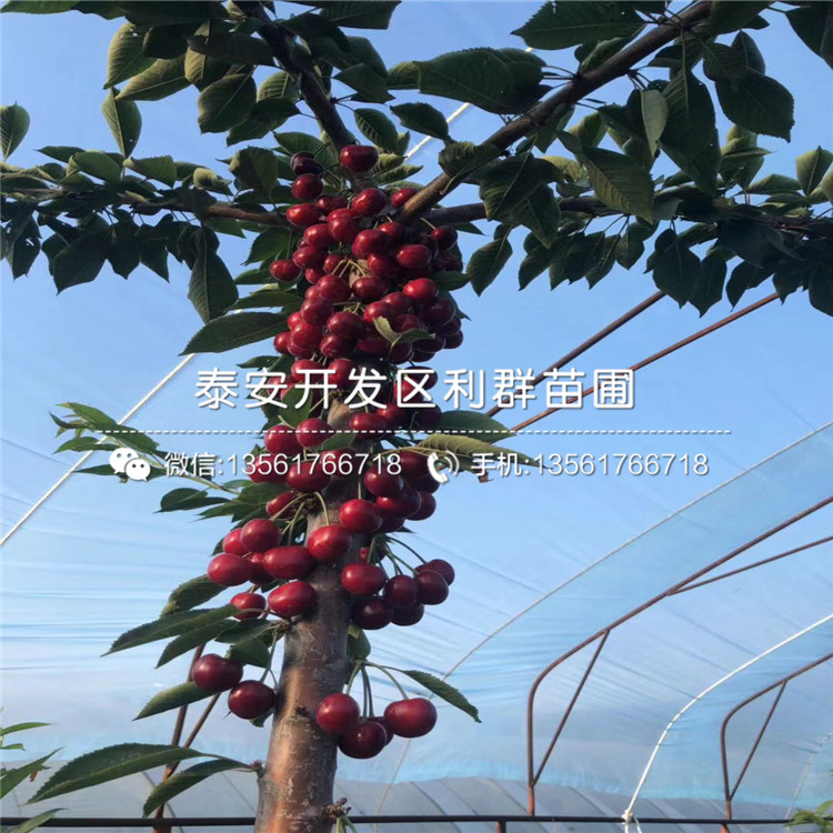 2019年15公分大櫻桃樹苗、2019年15公分大櫻桃樹苗價格