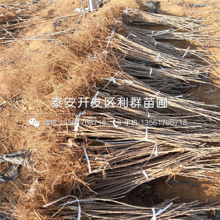 2019年15公分大櫻桃樹苗、2019年15公分大櫻桃樹苗價格