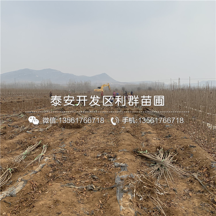 矮化櫻桃樹樹苗價格低