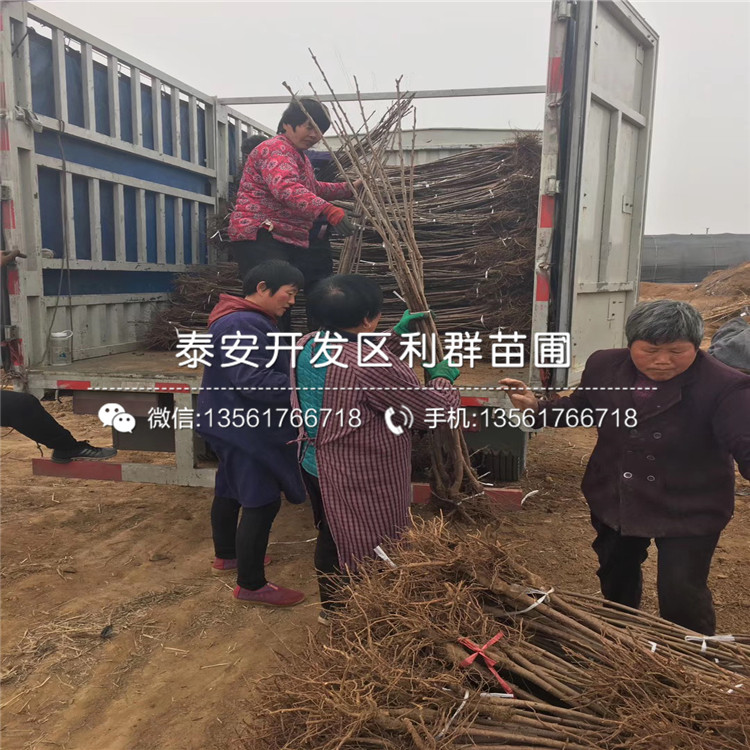 2019年吉塞拉6號大櫻桃樹苗多少錢一棵