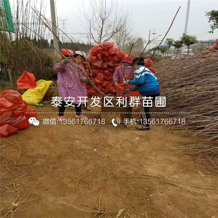 2019年吉塞拉6號大櫻桃樹苗多少錢一棵