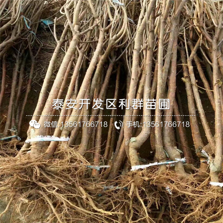 2019年吉塞拉6號大櫻桃樹苗多少錢一棵