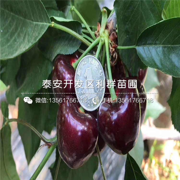 2019年吉塞拉6號大櫻桃樹苗多少錢一棵