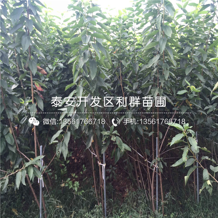 2019年矮化櫻桃樹樹苗價格