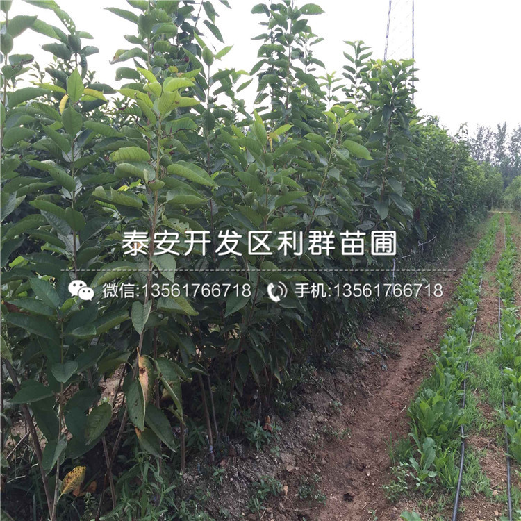 2019年15公分大櫻桃樹苗、2019年15公分大櫻桃樹苗價格