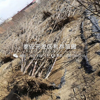 哪里有矮化櫻桃樹樹苗出售、2019年矮化櫻桃樹樹苗價格