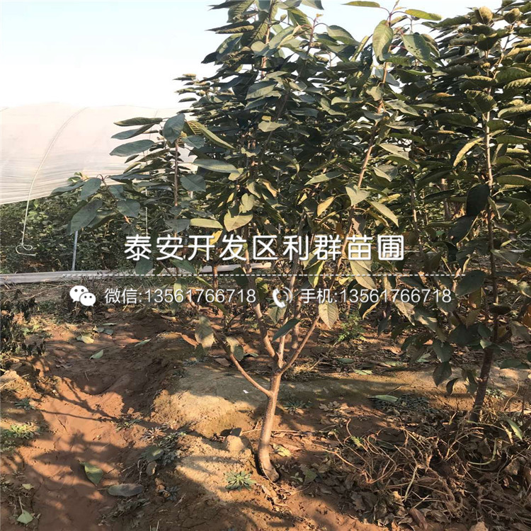 山東矮化出售櫻桃樹苗、山東矮化出售櫻桃樹苗出售價格