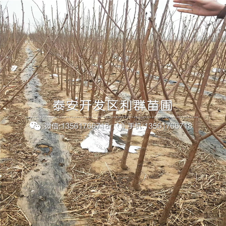 山東矮化出售櫻桃樹苗、山東矮化出售櫻桃樹苗出售價格
