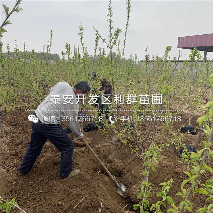 新品種矮化大櫻桃樹樹苗、新品種矮化大櫻桃樹樹苗價(jià)格