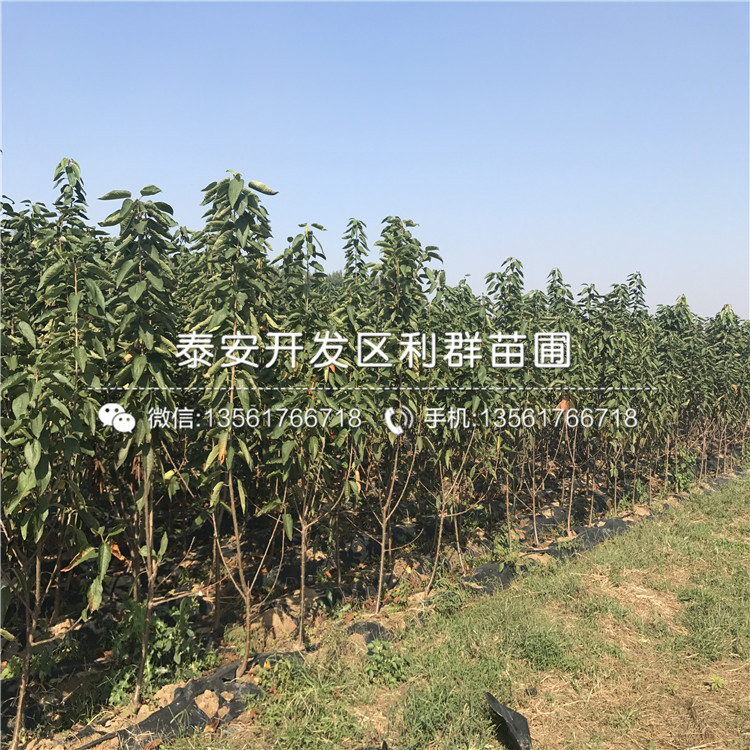 矮化大櫻桃樹樹苗出售、矮化大櫻桃樹樹苗價格