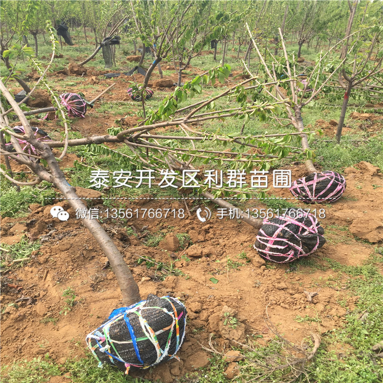 2019年15公分大櫻桃樹苗、2019年15公分大櫻桃樹苗價格