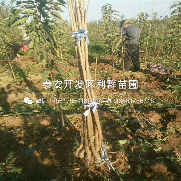 矮化大櫻桃樹樹苗出售、矮化大櫻桃樹樹苗價格