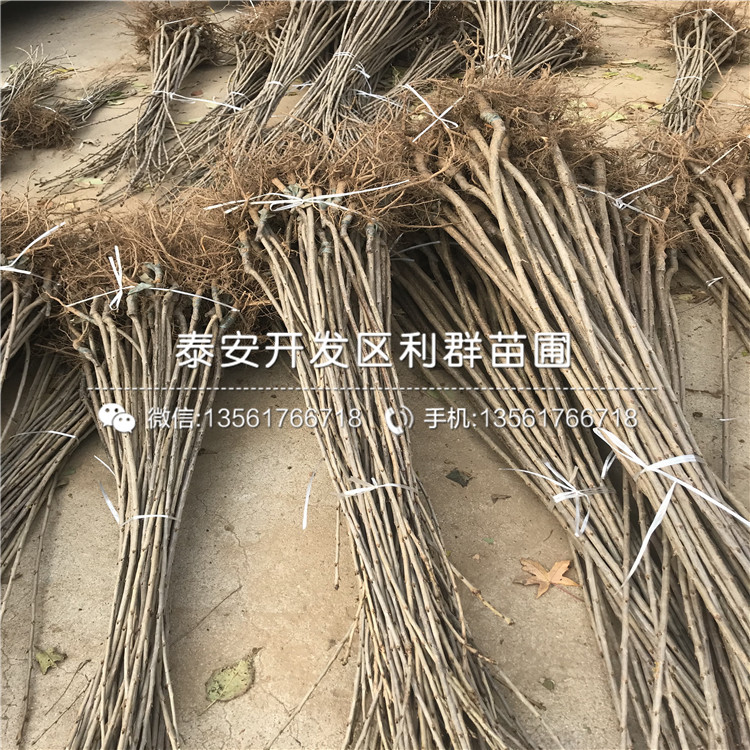 出售大櫻桃樹(shù)樹(shù)苗、大櫻桃樹(shù)樹(shù)苗價(jià)格