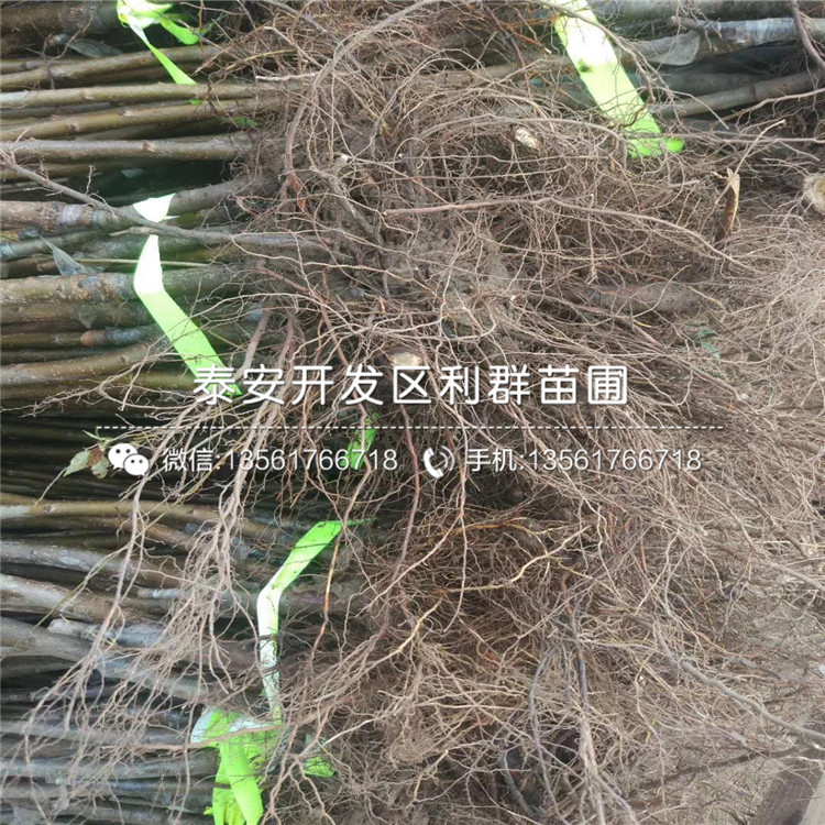 哪里有矮化櫻桃樹樹苗出售、2019年矮化櫻桃樹樹苗價(jià)格
