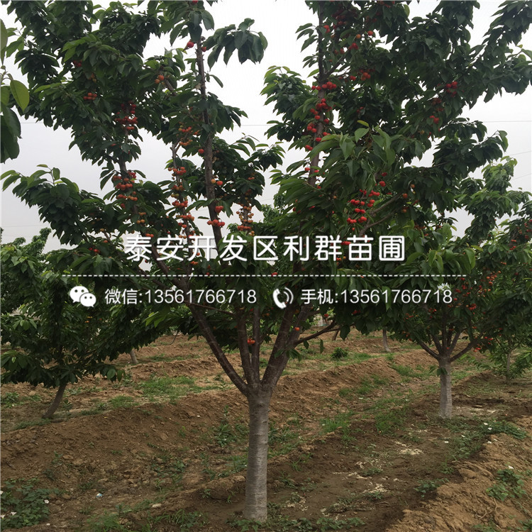 2019年吉塞拉6號大櫻桃樹苗多少錢一棵