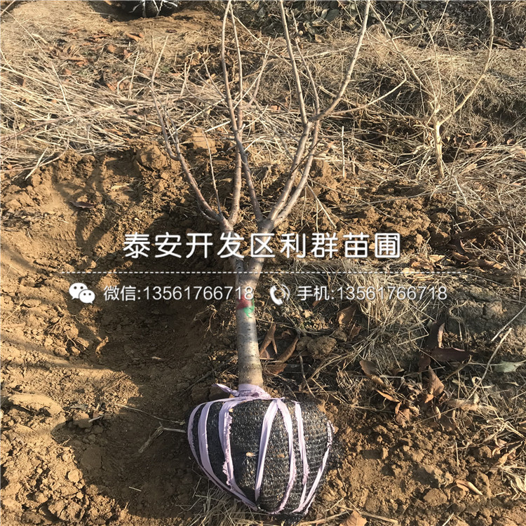 2019年15公分大櫻桃樹苗、2019年15公分大櫻桃樹苗價格