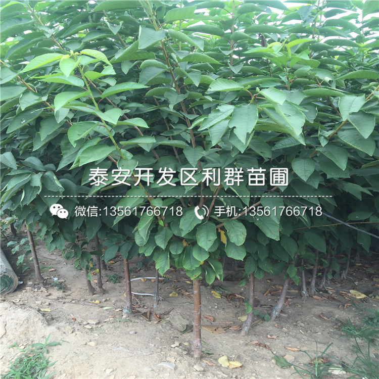 山東矮化3公分大櫻桃苗出售、山東矮化3公分大櫻桃苗基地