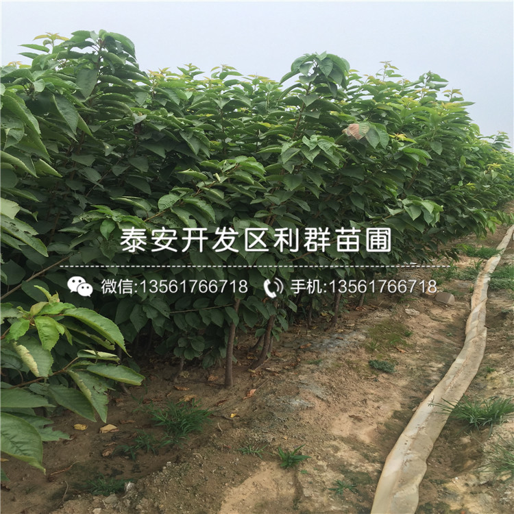 矮化大櫻桃樹樹苗出售、矮化大櫻桃樹樹苗價格