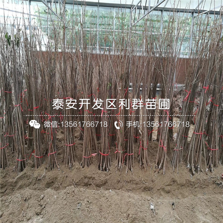 3公分矮化大櫻桃樹樹苗、3公分矮化大櫻桃樹樹苗多少錢一棵