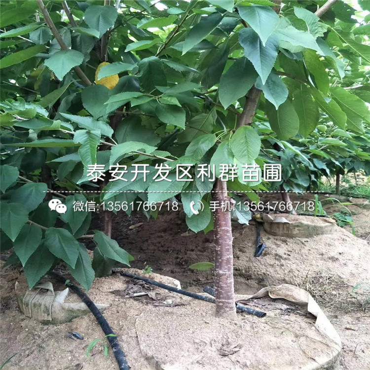 福星大櫻桃苗、福星大櫻桃苗出售價格是多少