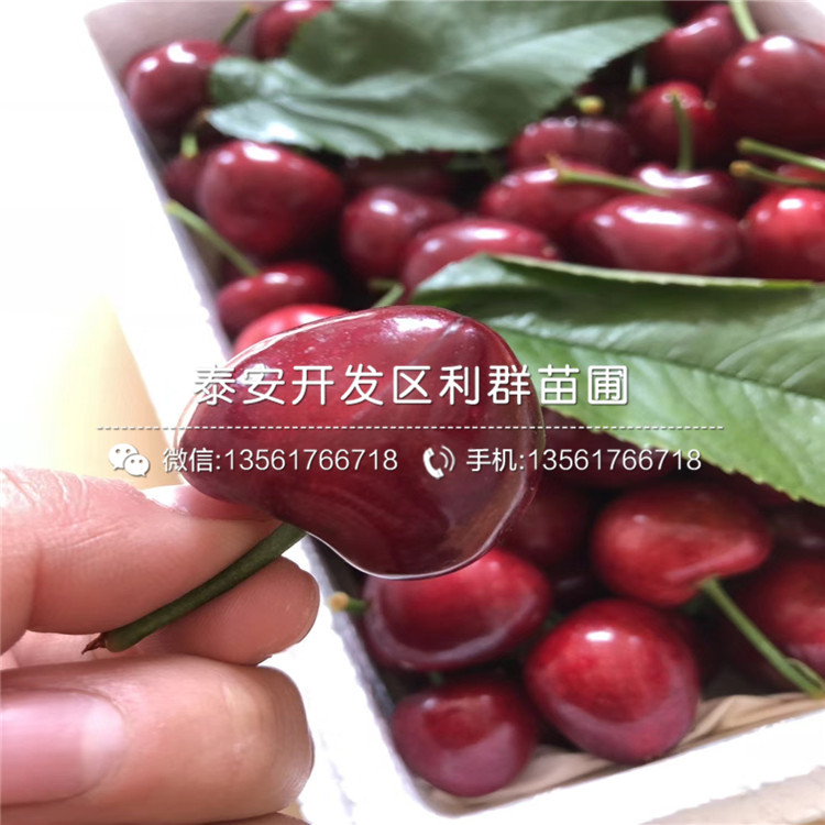 山東矮化大櫻桃樹樹苗價(jià)格、山東矮化大櫻桃樹樹苗出售
