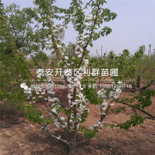 明珠大樱桃苗行情报价图片