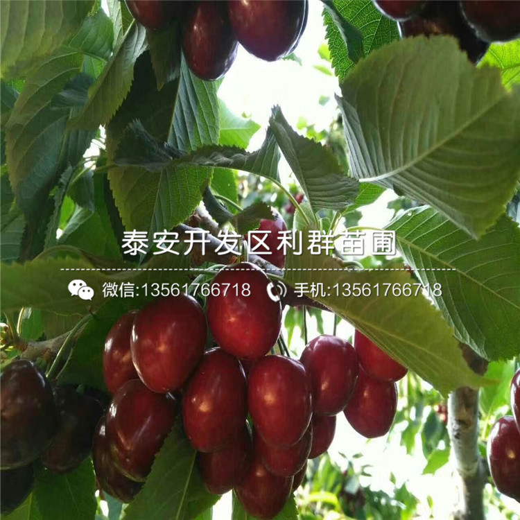 矮化樱桃树树苗出售、2019年矮化樱桃树树苗价格