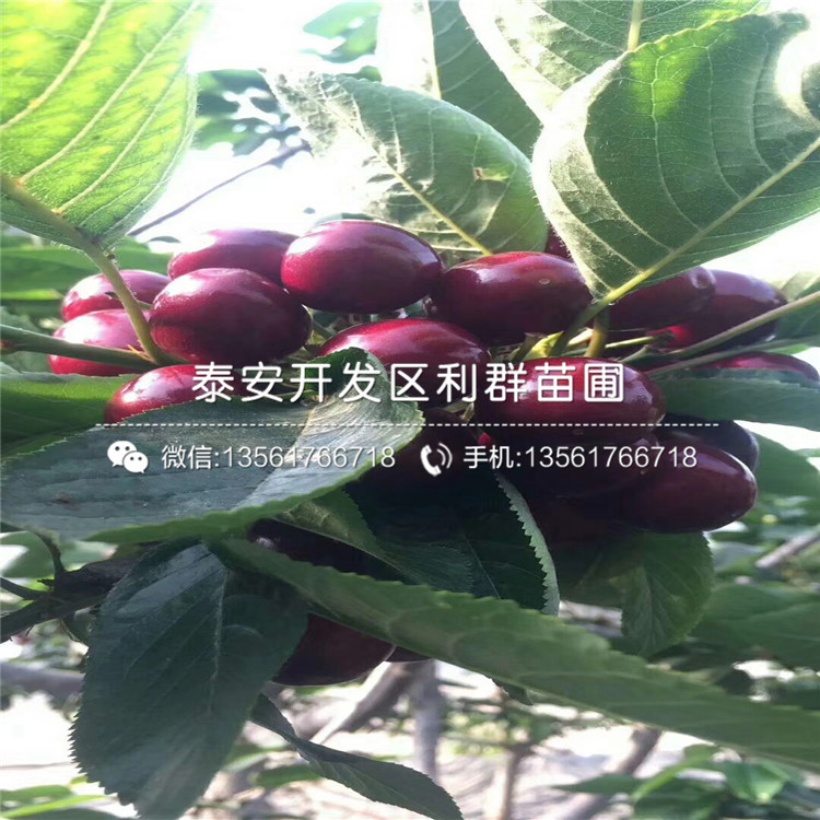 2019年矮化櫻桃樹樹苗價格