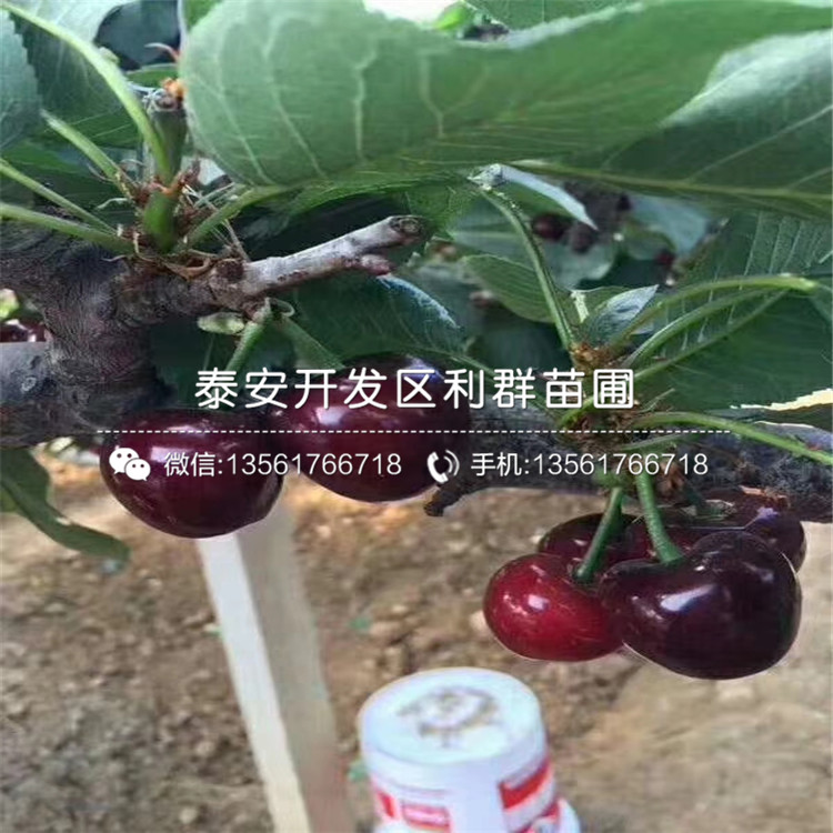大櫻桃樹樹苗哪里有賣、大櫻桃樹樹苗多少錢一棵