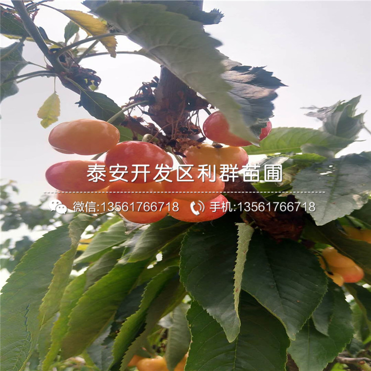 山東矮化出售櫻桃樹苗、山東矮化出售櫻桃樹苗出售價格