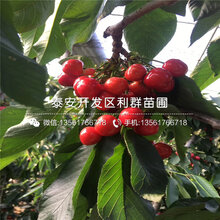 山东矮化嫁接大大樱桃苗价格多少图片