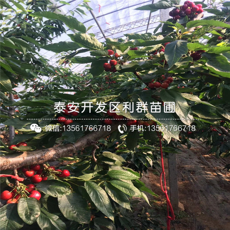 新品種矮化大櫻桃樹樹苗、新品種矮化大櫻桃樹樹苗價(jià)格