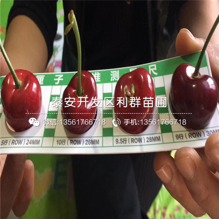 矮化樱桃树树苗出售、2019年矮化樱桃树树苗价格