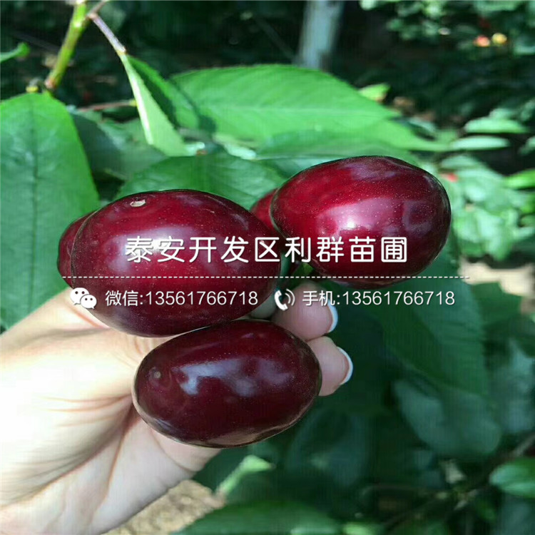山東矮化出售櫻桃樹苗、山東矮化出售櫻桃樹苗出售價格