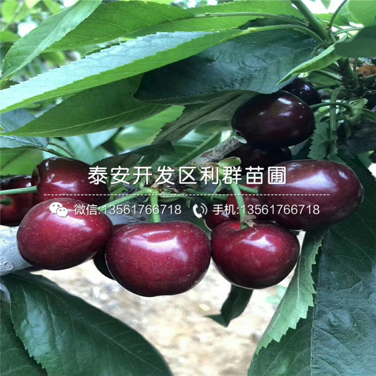 3公分矮化大櫻桃樹樹苗、3公分矮化大櫻桃樹樹苗多少錢一棵