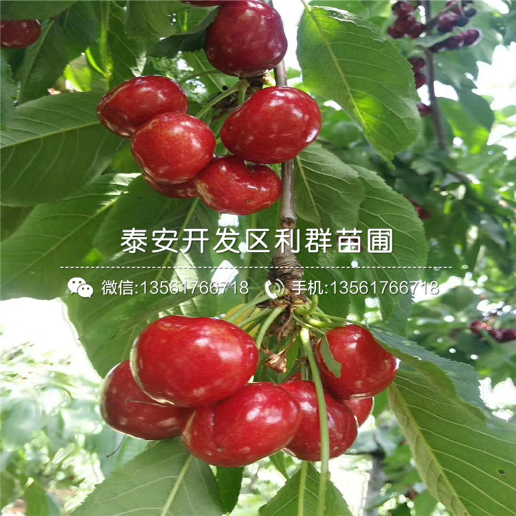 出售大櫻桃樹(shù)樹(shù)苗、大櫻桃樹(shù)樹(shù)苗價(jià)格