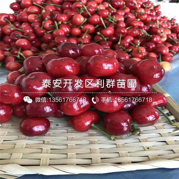 哪里有矮化櫻桃樹樹苗出售、2019年矮化櫻桃樹樹苗價(jià)格