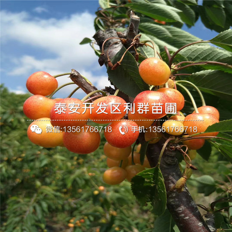 山東矮化出售櫻桃樹苗、山東矮化出售櫻桃樹苗出售價格