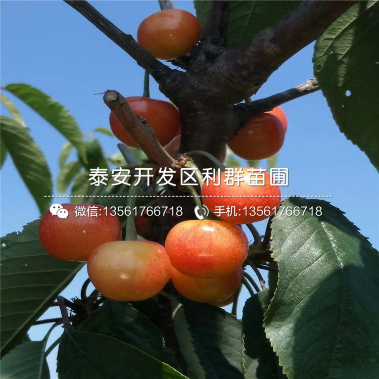 3公分矮化大櫻桃樹樹苗、3公分矮化大櫻桃樹樹苗多少錢一棵