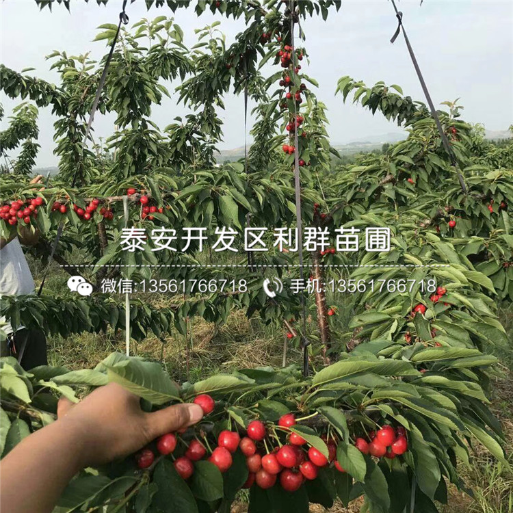 2019年15公分大櫻桃樹苗、2019年15公分大櫻桃樹苗價格